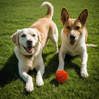 Motion-Activated Bouncing Ball Dog Toy