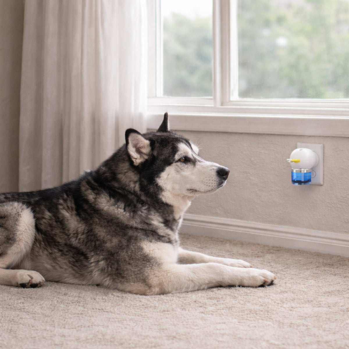 Dog Calming Diffuser for Indoor Marking and  Stress